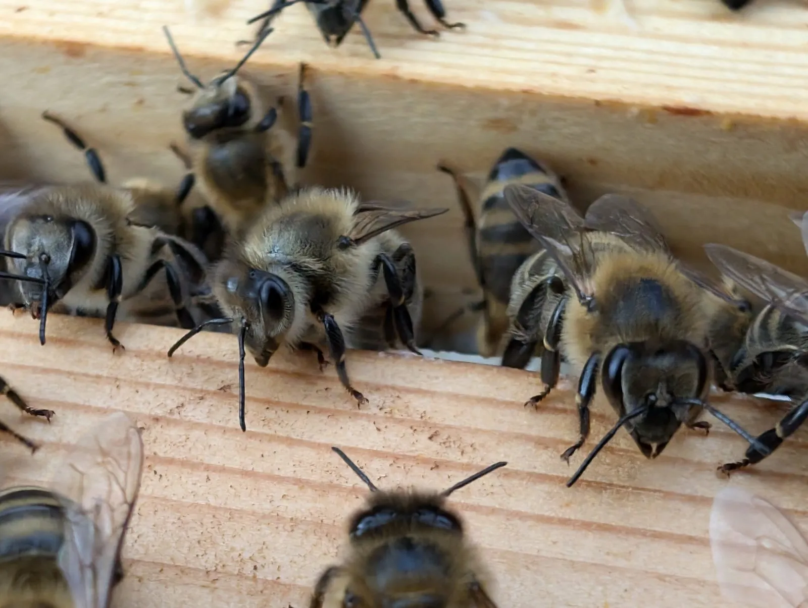 Honey bees on a hive