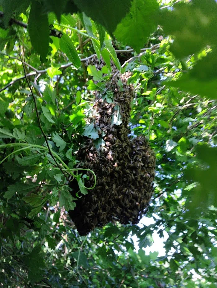 The future residents of hive two
