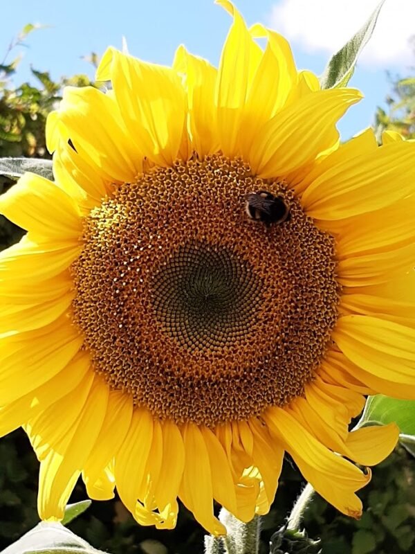 Bee on a sunflower