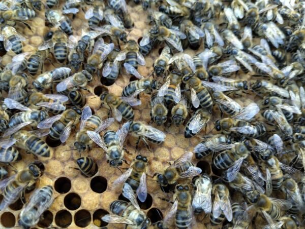 The bees at work